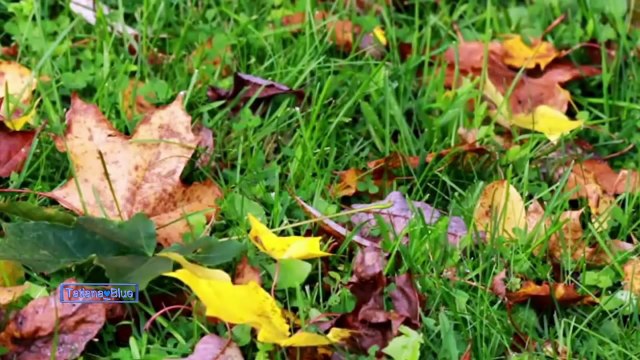 André Rieu - Adagio In G Minor (Tomaso Albinoni)