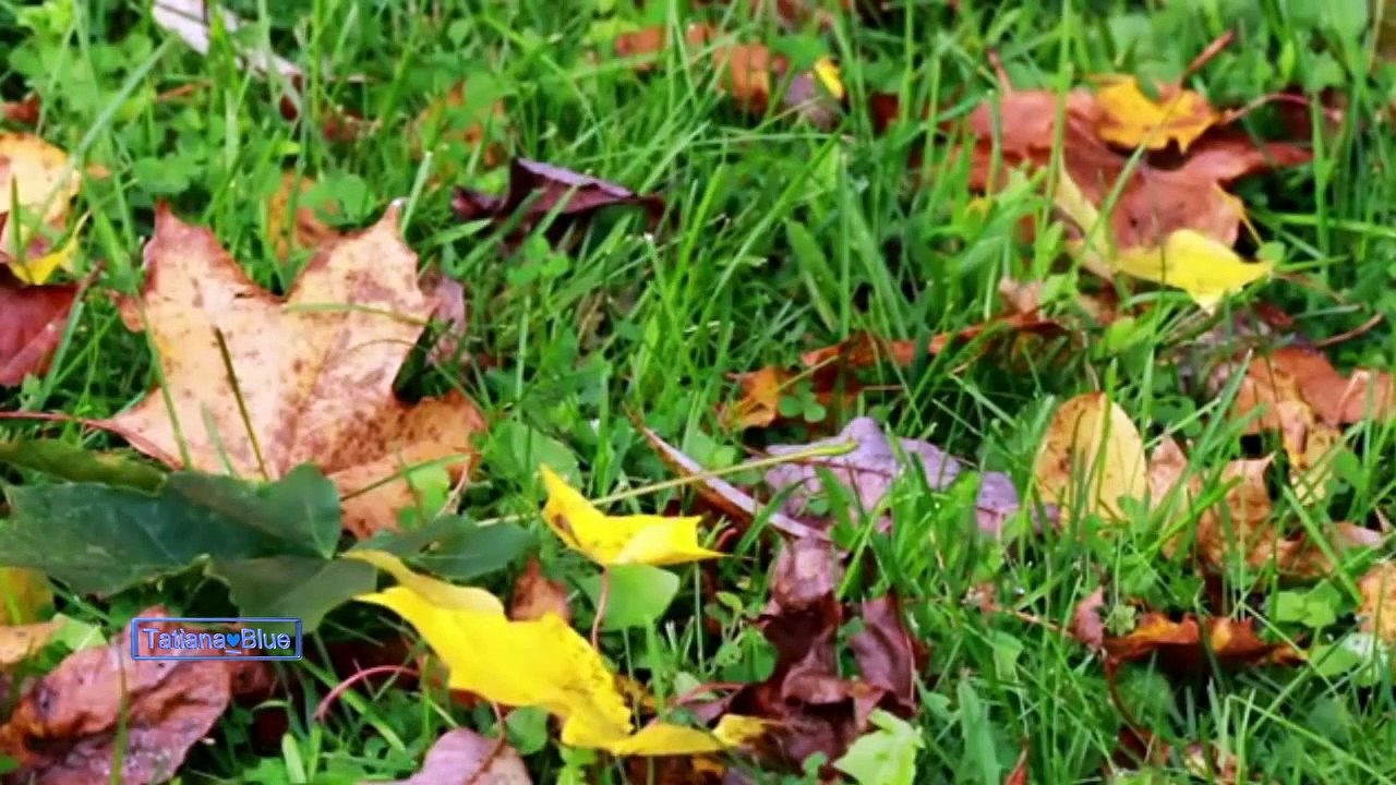 André Rieu - Adagio In G Minor (Tomaso Albinoni)