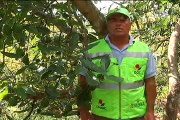 20 de febrero de 2015 Cauca cultivo de aguacate y fresa web