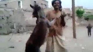 Hum_Tere_Bin_With_Donkey_-_Very_Funny(whatsappvideo.net)