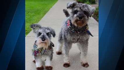 Get a Stuffed Animal Version of Your Pets With Cuddle Clones