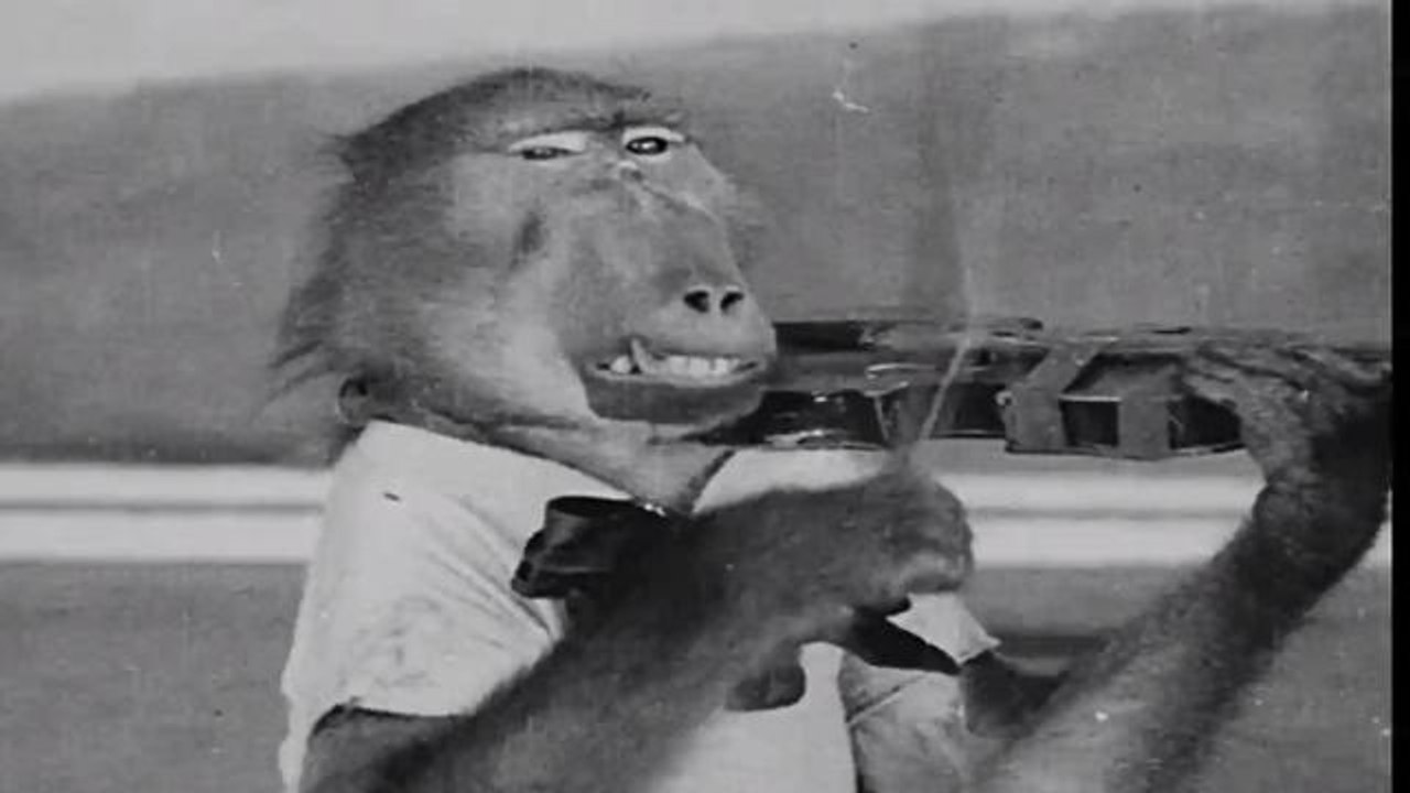 Couple Leaving Everything in Will to Pet Monkey