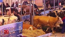 Le Salon de l'agriculture : les éleveurs sont prêts