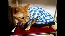 可愛い猫　コスプレ　ちゃんちゃんこを着た猫