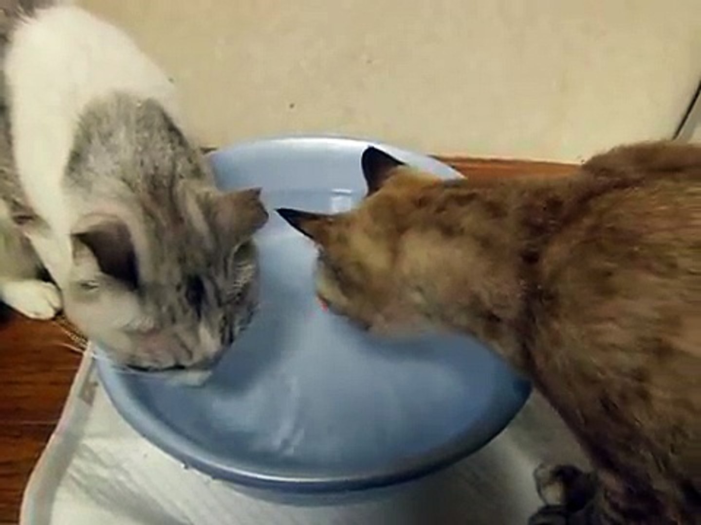 ⁣可愛い猫　水を飲む猫と　水で遊ぶ猫