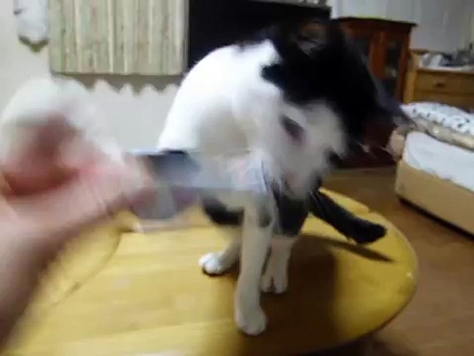 ゴミで遊ぶ猫