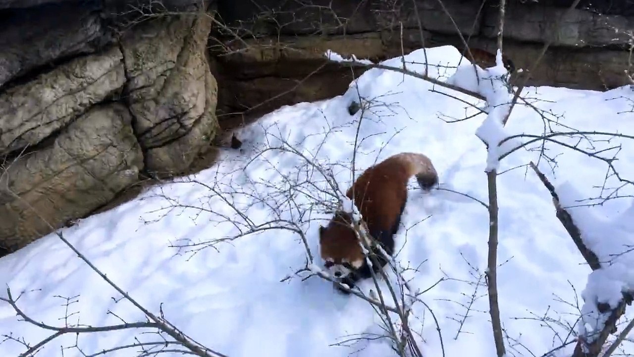 Des pandas batifolent dans la neige