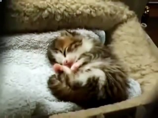 Cute Kitten - Babies Kitty