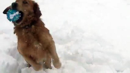 Dog confused by squeaky toy (Low)