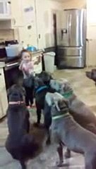 4 year old little girl feeding and controlling 6 pitbulls (Low)