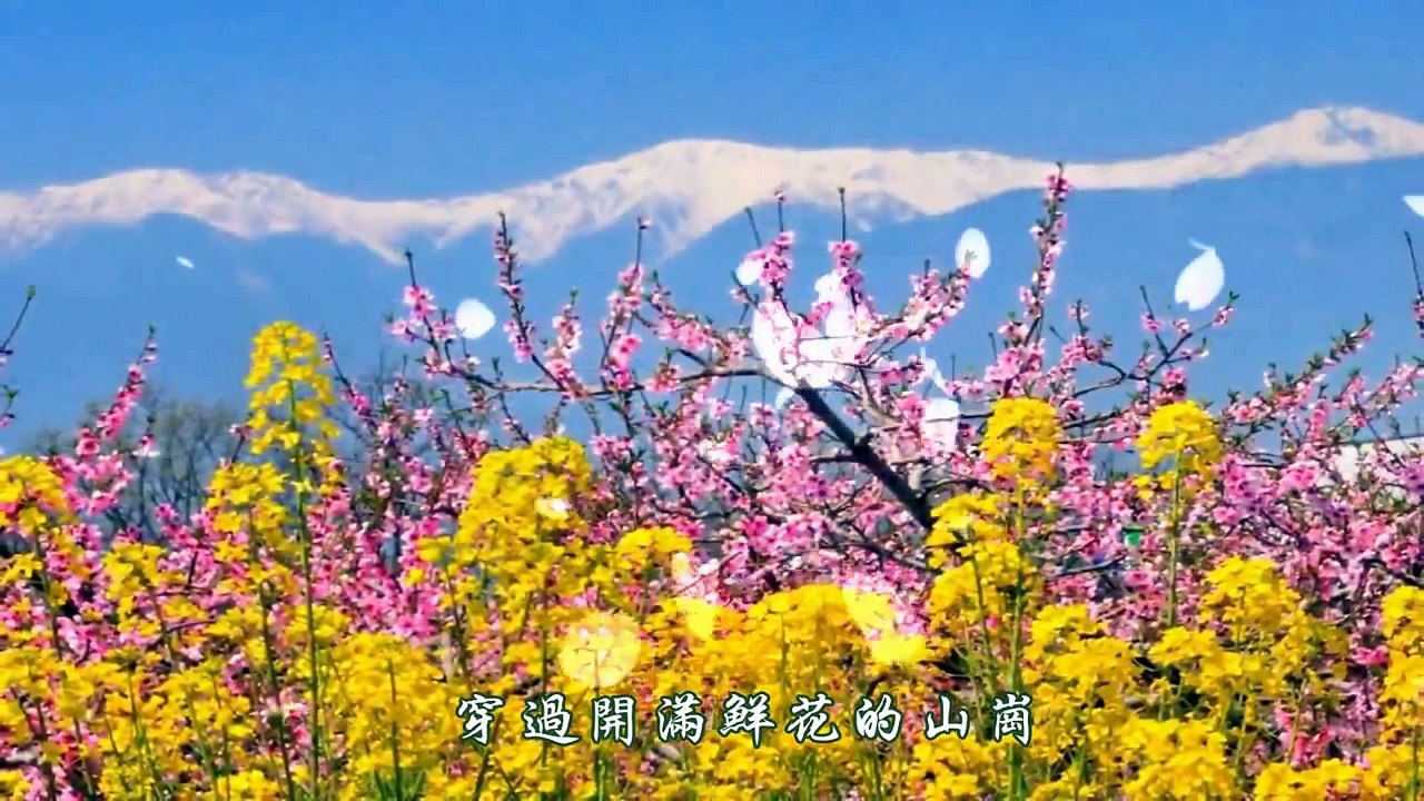 《穿过生命散发的芬芳》 侃侃 ♥ ♪♫*•♪