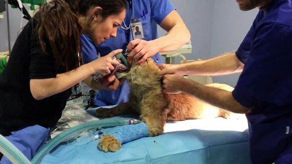 The operation of Magnus the Lion