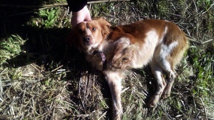 EMERGENCY!!! Claudia has been hit by a car and crawled to the fields to die…