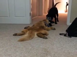 That's not how you play tug of war!