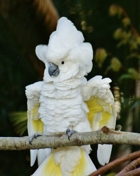 Funny Cockatoo running on the floor yelling at everything video Dailymotion