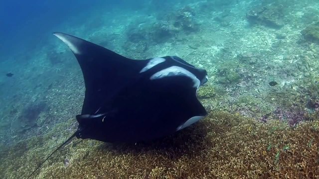 The Giant Manta Rays of Thailand