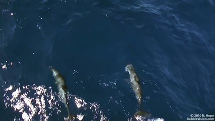 Pantropical Spotted Dolphins