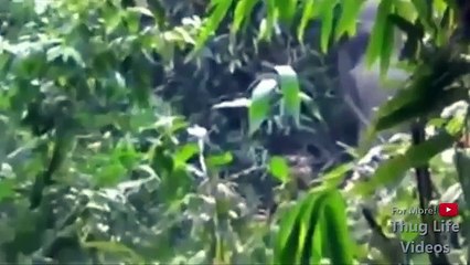 Animal Thug Life Compilation 3