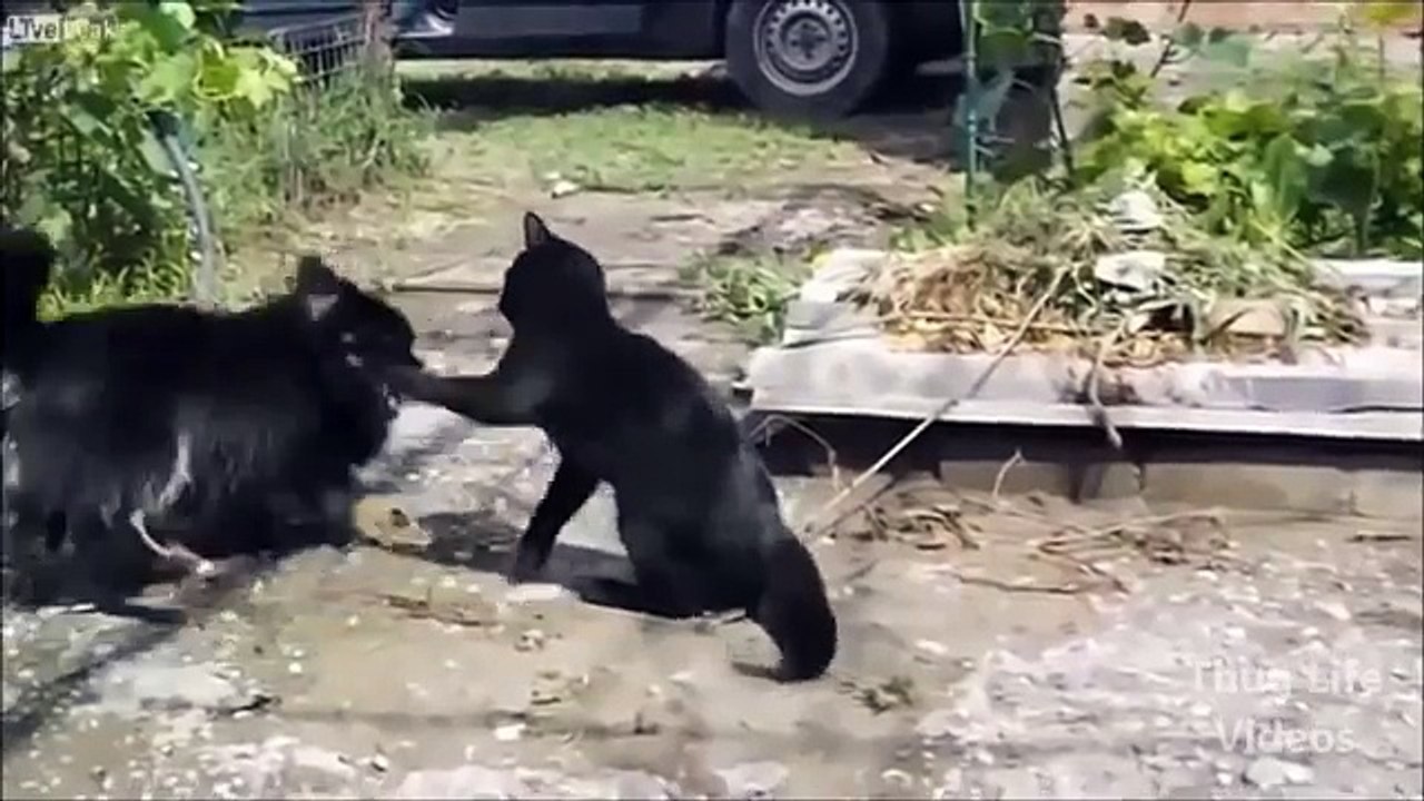 Animal Thug Life Compilation