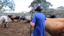 The Bull Whisperer - Grassroots Bull Riding