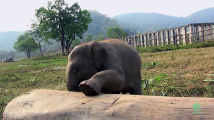Clumsy Baby Elephant