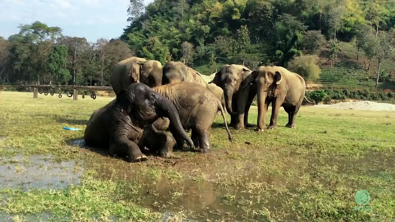 Elephant play wrestling