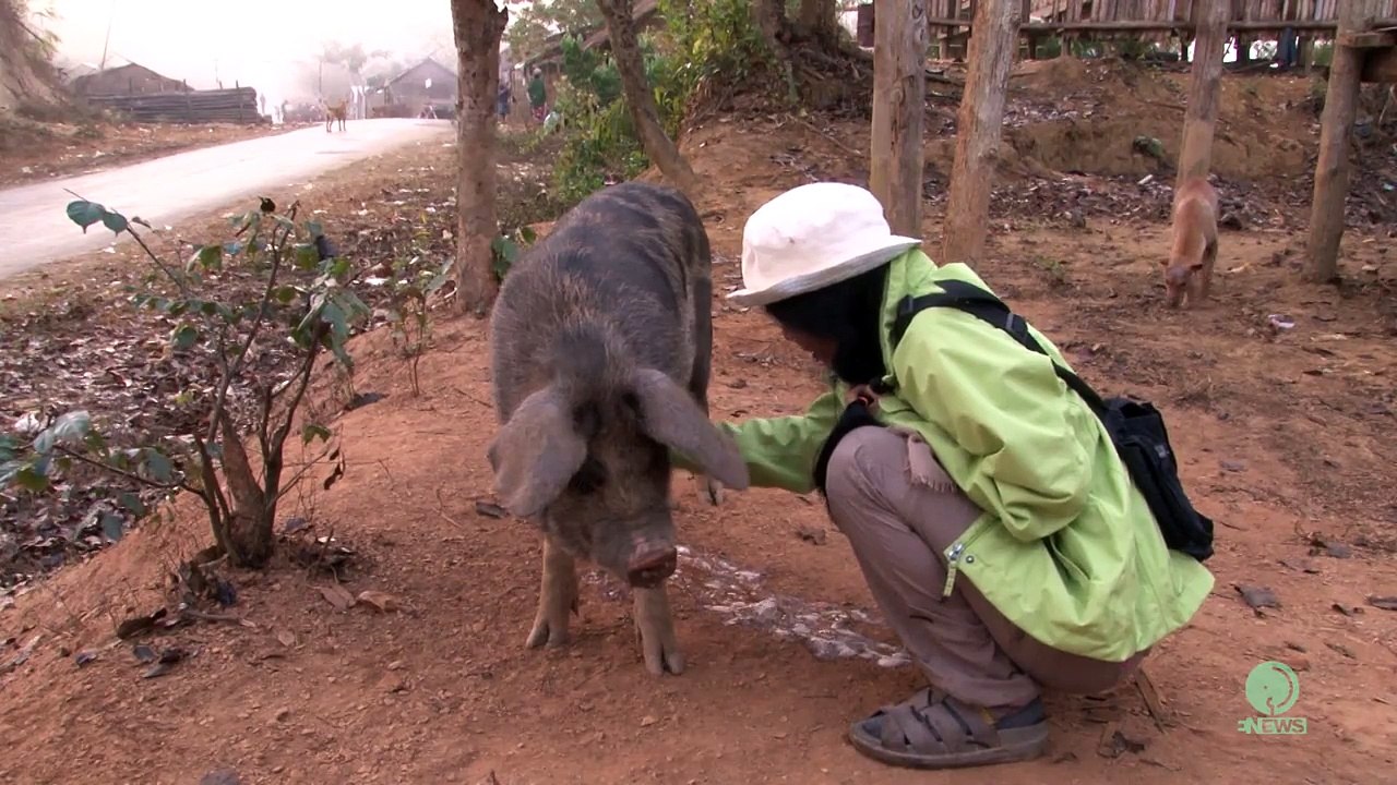 Lullaby to pig