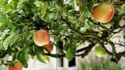 Gayri Masiva - Ölümü Çizmek İsterdim