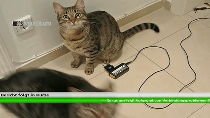 LIVE: PEGIDA Aufmarsch in Wien