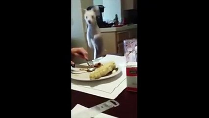 This little guy does this everytime when his family sit for dinner