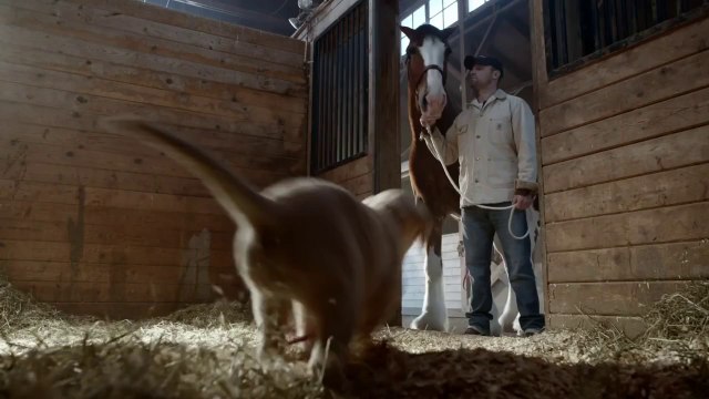 2015 Budweiser Super Bowl Commercial “Lost Dog” | Budweiser