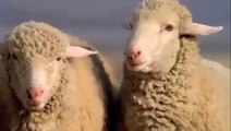 Top 10 Super Bowl Ads Featuring Animals