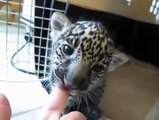 Baby Jaguar Cub Roars his First Roar! ッ