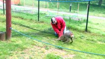 Best animal and wildlife rescues - Wildlife Aid