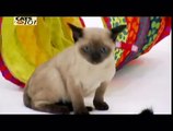 CATS 101 - Tonkinese ENG