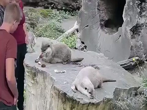 lol~~~Proof cats are assholes! - Hilarious Videos _ Facebook