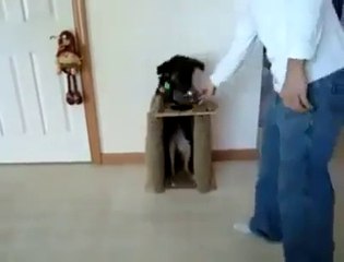 Awesome   Dog Dining Table