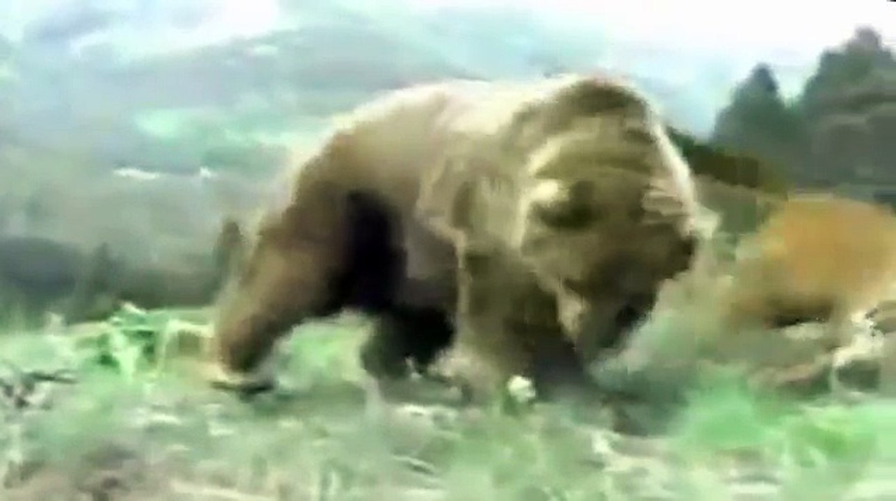 Lion vs Bear Top Real Fights to Death Animal Fight TV video Dailymotion
