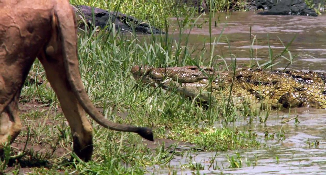 African Cats - Earning His Keep