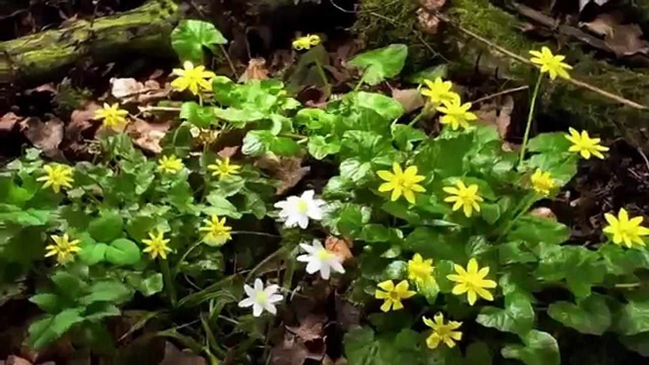 Gözəl mövzular - Allah'ın dininə dəvət