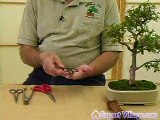 Video Tools Necessary for Bonsai Tree Care  eHow