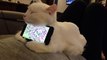 Cat used as smartphone bracket, perfect for 'Clash Of Clans' gamers...