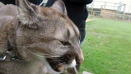 As shouts Puma - Как мяукает пума