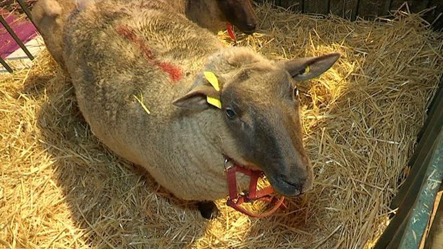 Vaches, moutons, alpagas et autruches investissent le Salon de l'Agriculture