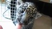 Baby Jaguar Cub Roars his First Roar!