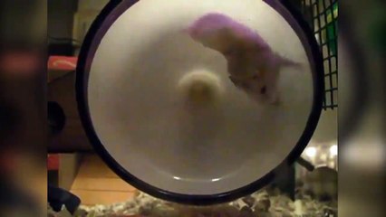 Hamsters in the wheel - Хомяки в колесе