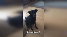 The dog's reaction to the intonation - Реакция собаки на интонацию