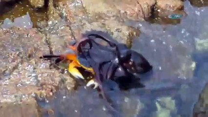 Ahtapot yengeci kaptığı gibi yuttu