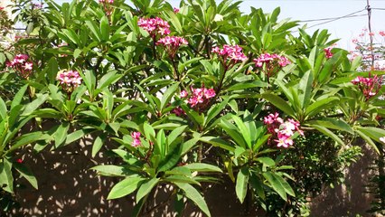 Basti Basti Bagh Lagatai Jatai Hain .. Poetess:: Kulsoom Anwar.. Singer:: Sajjad Gullani :: Video:: Rana Pervaiz