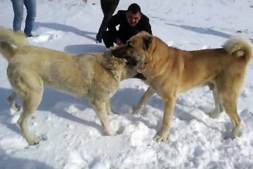 Sorgunlu Tomas vs hayrinin paşa